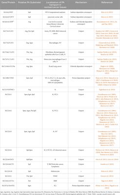 Involvement of mammalian SoLute Carriers (SLC) in the traffic of polyamines